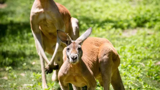 Catoctin Wildlife Preserve and Zoo