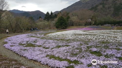 Ichikaimachi Shibazakura Park