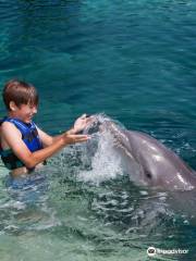 Delphinus Xcaret