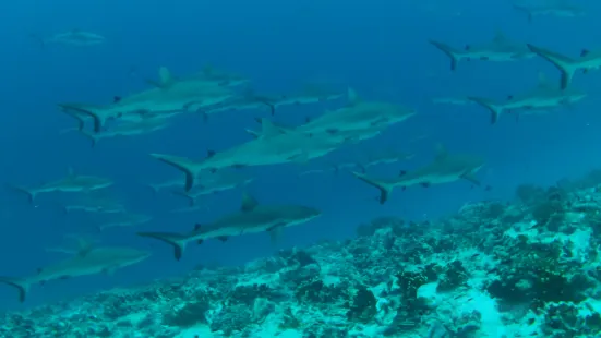 Topdive Tahiti