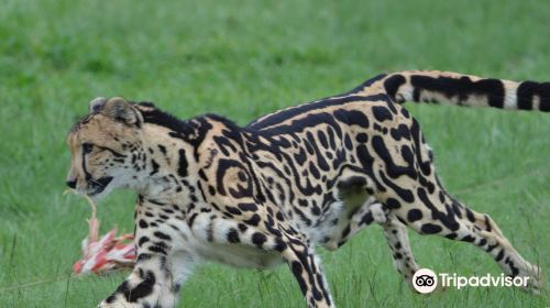 Ann van Dyk Cheetah Centre