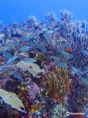 Culebra Divers