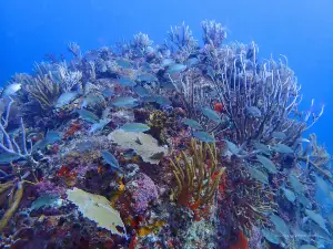 Culebra Divers