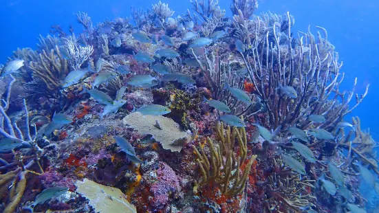 Culebra Divers