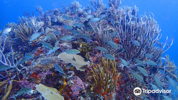Culebra Divers