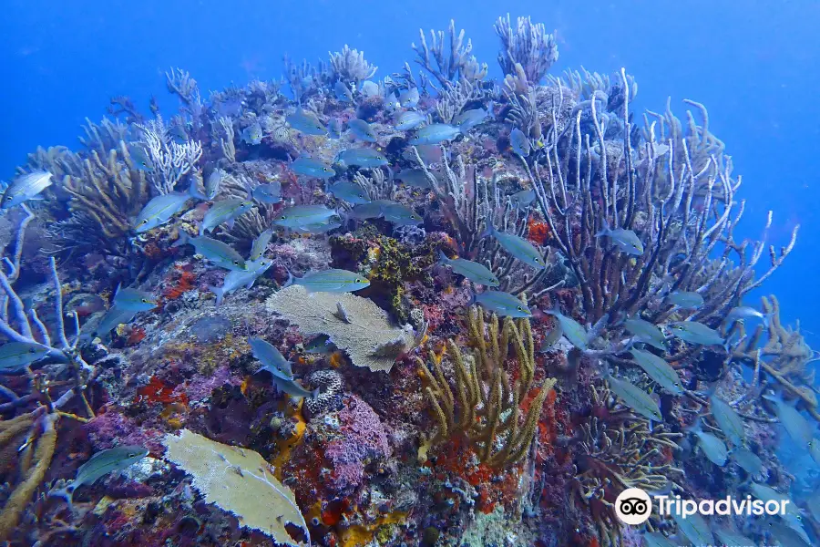 Culebra Divers