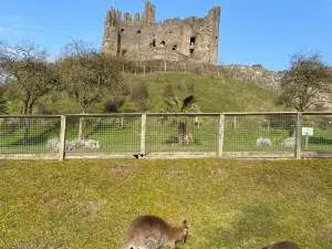 Dudley Zoo and Castle