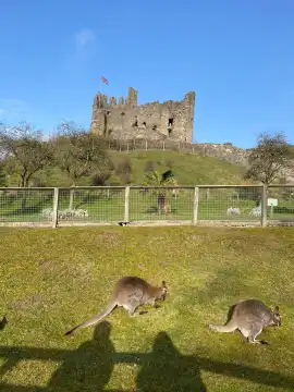 Dudley Zoo and Castle