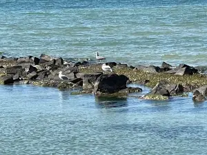 Cape Charles Beach