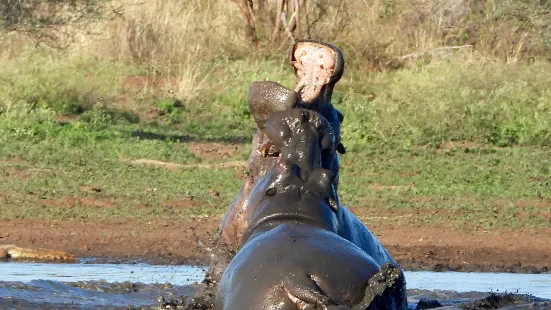 Wild Photo Africa Safaris