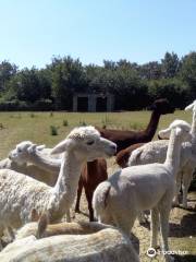 Hilly Ridge Alpacas