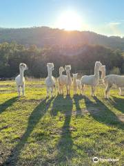 Albus Alpacas