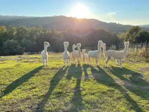 Albus Alpaca