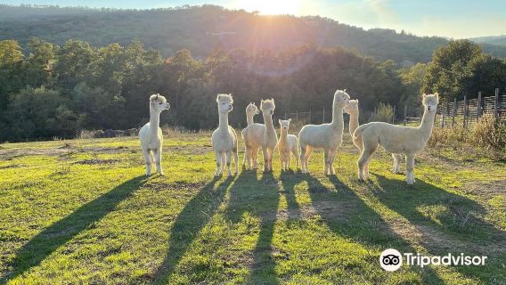 Albus Alpacas