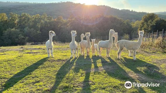Albus Alpacas