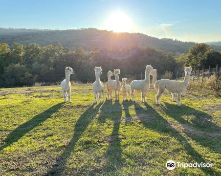 Albus Alpacas