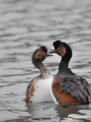 Bird reserve of Grand-Laviers