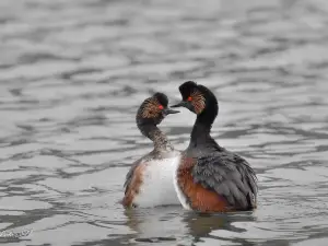 Bird reserve of Grand-Laviers