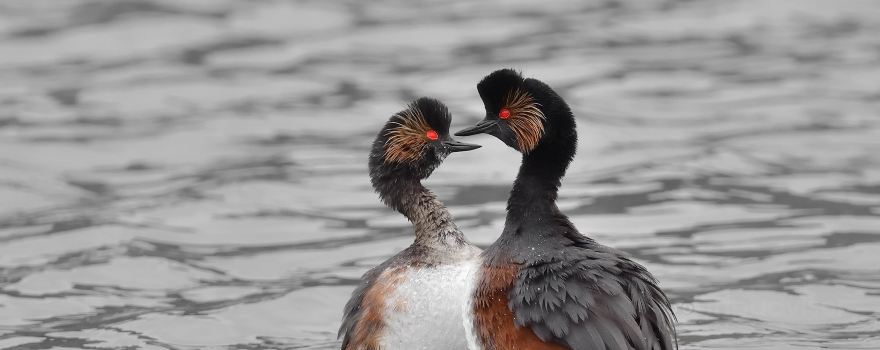 Reserve Ornithologique de Grand-Laviers