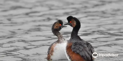 Reserve Ornithologique de Grand-Laviers