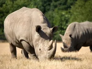 Knuthenborg Safaripark