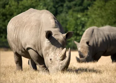 Knuthenborg Safaripark