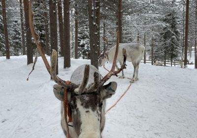 Kopara Reindeer Park