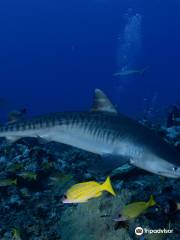 Tahiti Shark Expeditions