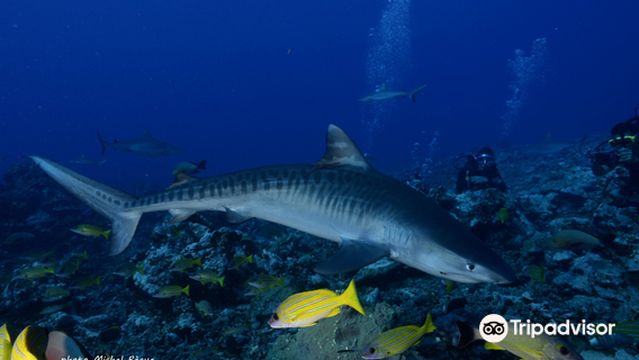 Tahiti Shark Expeditions