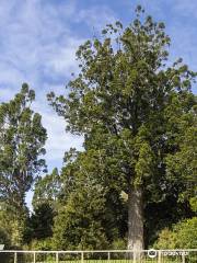 Parry Kauri Park