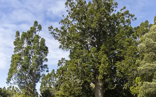 Parry Kauri Park