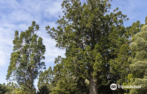Parry Kauri Park