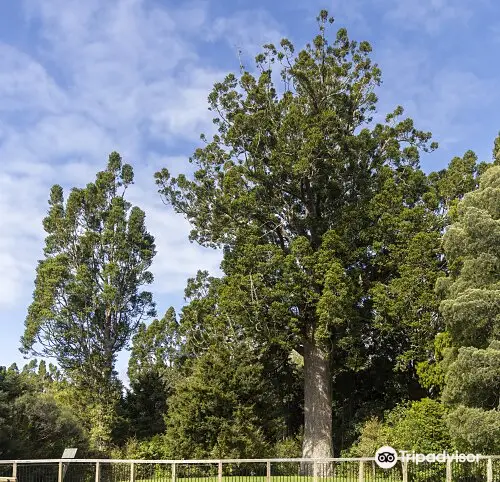 Parry Kauri Park