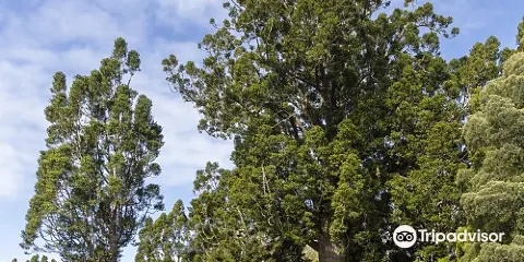 Parry Kauri Park
