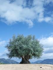 1000 Years Olive Tree