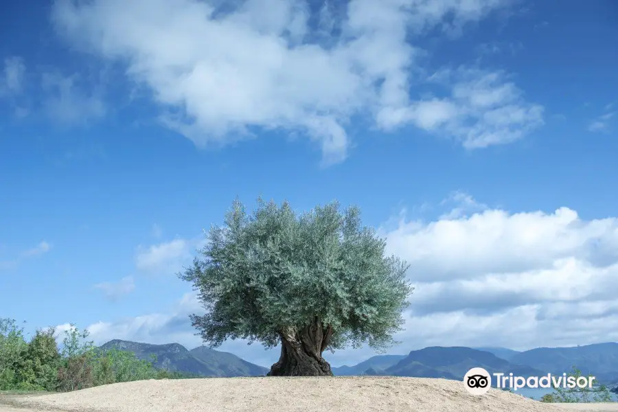 樹齡千年的橄欖樹