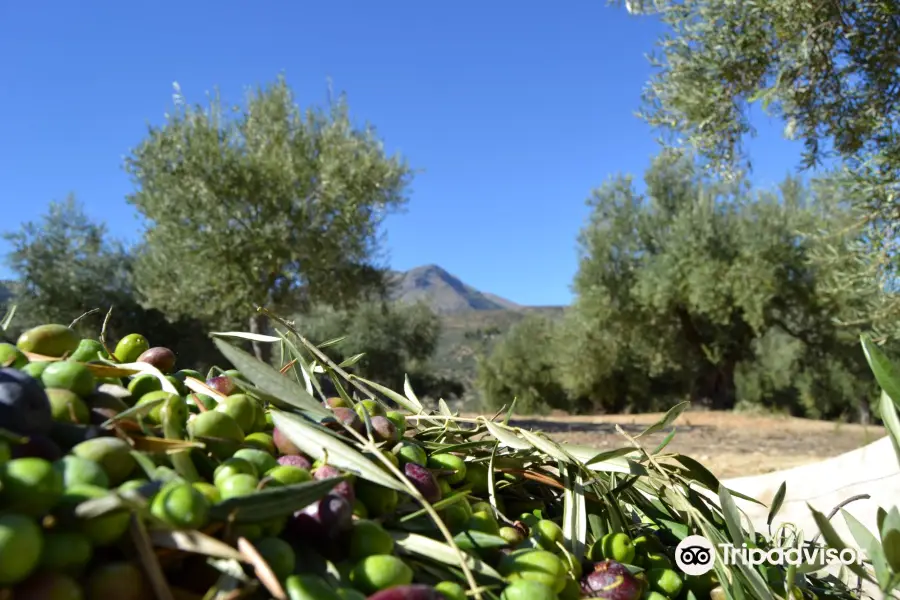 Oleo Turismo Aceites San Juan