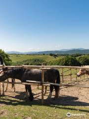 Borgo Pignano Horseback Riding