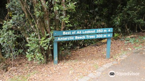 Antarctic Beech Trees