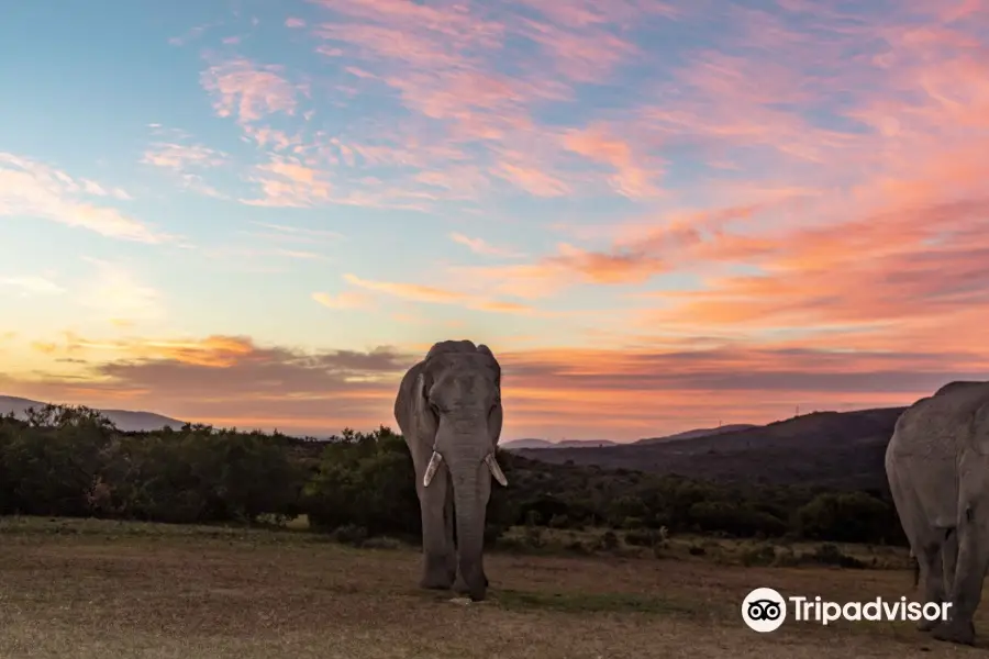 Barefoot Addo Elephant Lodge