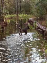 Longleaf Pine Preserve