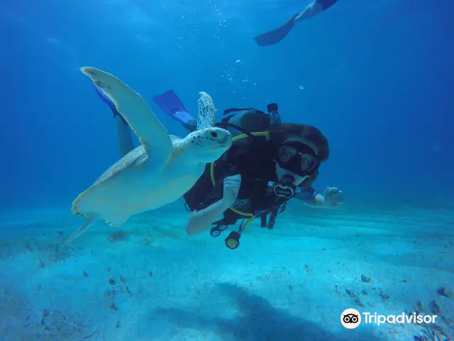 Scuba Diving in Cancun