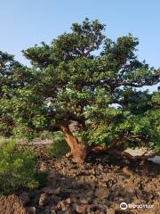 Waikōloa Dry Forest Initiative