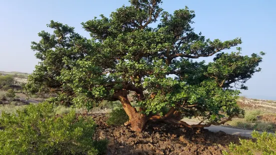 Waikōloa Dry Forest Initiative