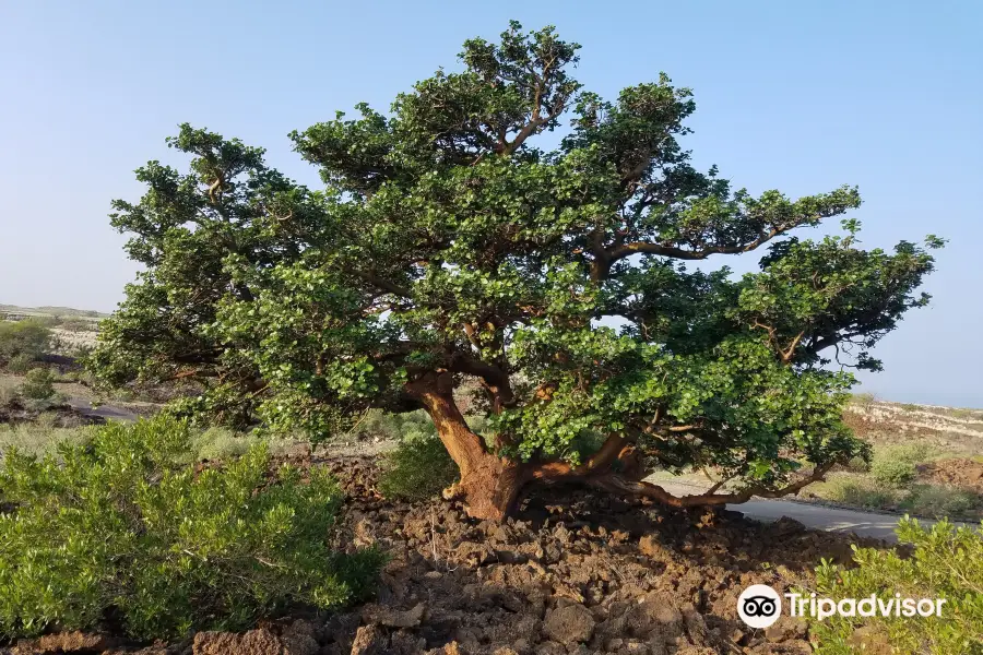 Waikōloa Dry Forest Initiative