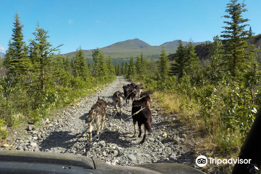 Wildthingz Dog Mushing （Summer）