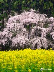 坪井のしだれ桜