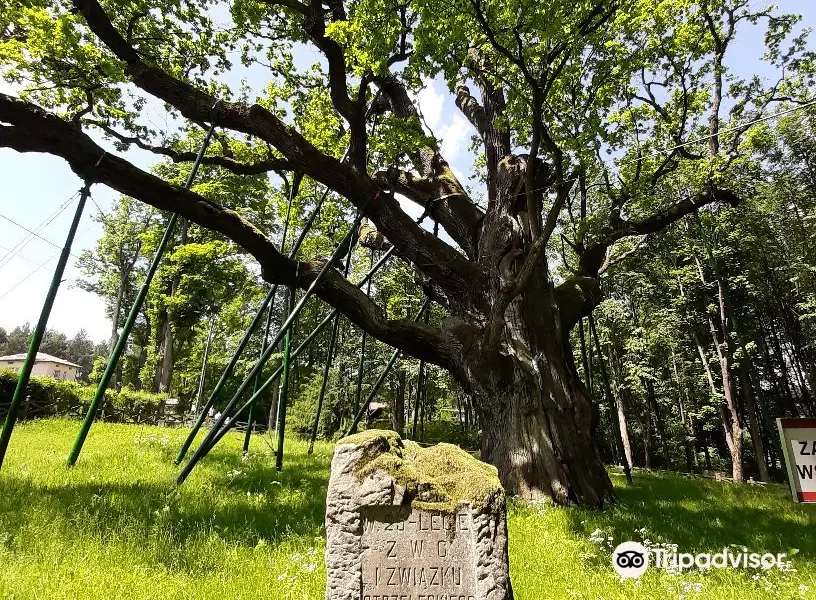 Bartek Oak Tree