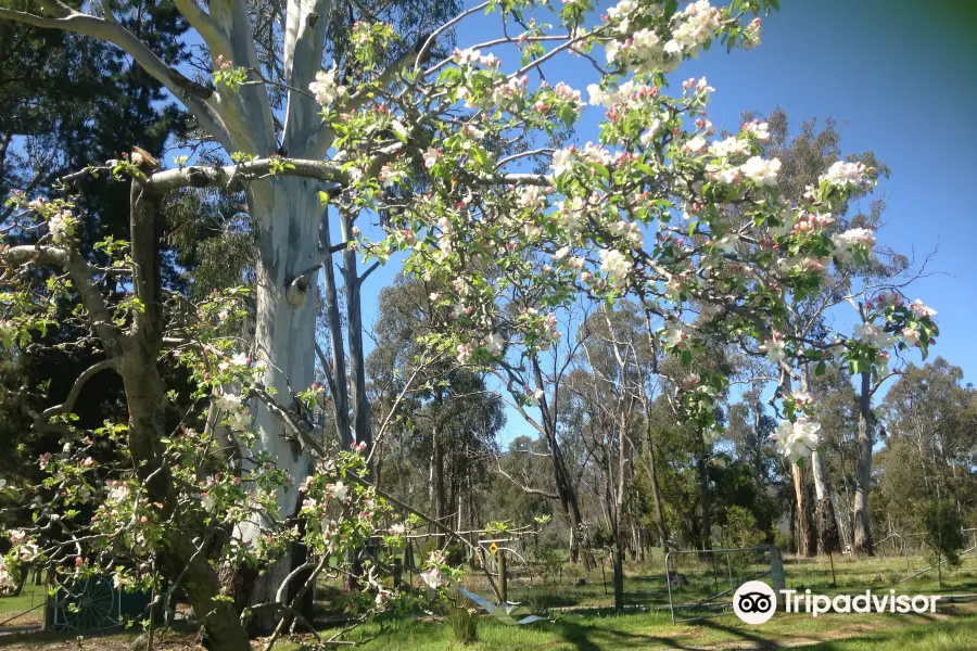 Warrawee Apple Orchard