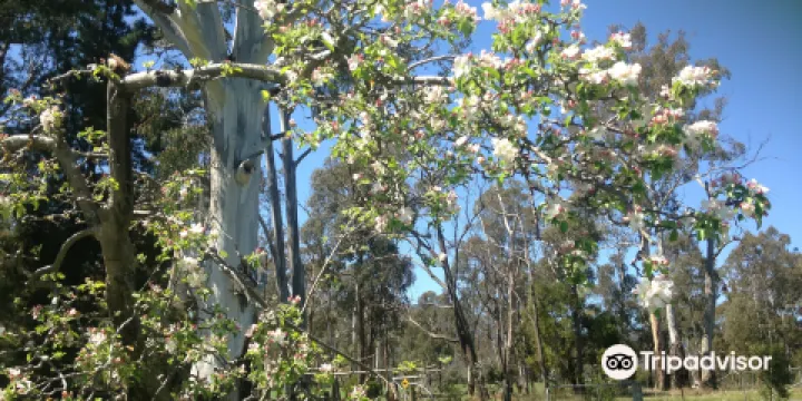 Warrawee Apple Orchard